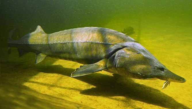 An Insight Into the Food Habits of Sturgeons - westsideguide.com